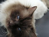 Chat Ragdoll chocolat point LOOF disponible pour saillie