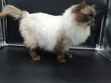 Chat Ragdoll chocolat point LOOF disponible pour saillie