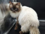 Chat Ragdoll chocolat point LOOF disponible pour saillie
