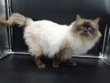 Chat Ragdoll chocolat point LOOF disponible pour saillie