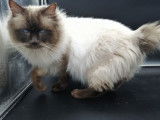 Chat Ragdoll chocolat point LOOF disponible pour saillie