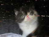 Chatonne Exotic Shorthair noir tortie disponible &agrave; l'achat