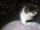 Chatonne Exotic Shorthair noir tortie disponible &agrave; l'achat