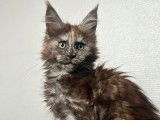 2 chatons Maine Coons LOOF à vendre