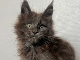 2 chatons Maine Coons LOOF à vendre