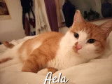 À céder, chatte de 3 ans