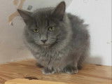 À donner : chaton gris
