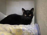 Disponible à l'adoption : chat noir