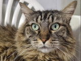À adopter : chatte de 7 ans
