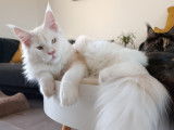 Beau reproducteur Maine Coon LOOF  pour saillie