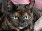 Chatte d’un an à octroyer