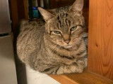 À octroyer, chatte de 7 ans
