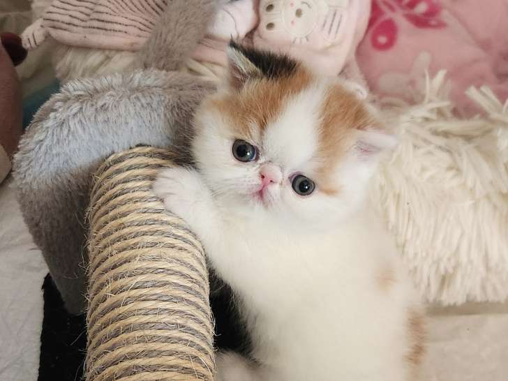 Chaton Exotic Shorthair à vendre