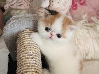 Chaton Exotic Shorthair à vendre