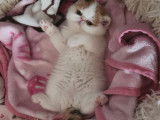 Chaton Exotic Shorthair à vendre