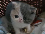 Chaton Exotic Shorthair à vendre