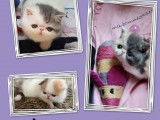 Chaton Exotic Shorthair à vendre