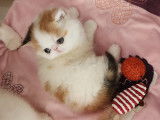 Chaton Exotic Shorthair à vendre