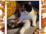 Chaton Exotic Shorthair à vendre