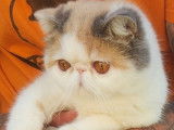 Chaton Exotic Shorthair à vendre