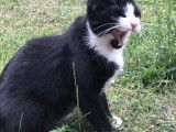 Milky, jeune chat à adopter