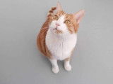 Thod, chat à adopter