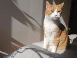Thod, chat à adopter