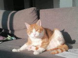 Thod, chat à adopter