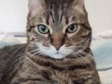 Orphée, chat à adopter