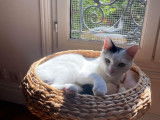 Chausson, chat à adopter