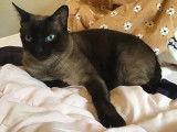 Tchan, chat à adopter