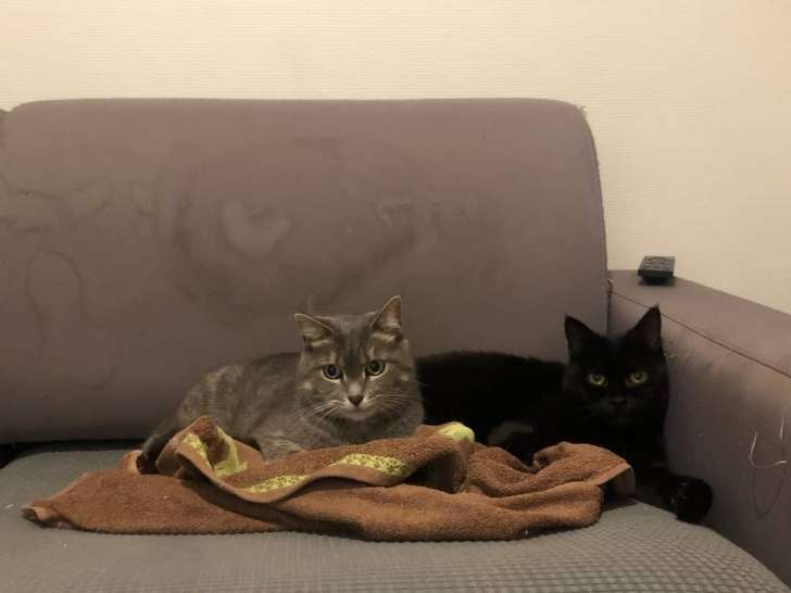 Baggi et Silver, 2 chattes à adopter ensemble