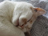 Tao, chat à adopter