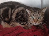 À octroyer : chat de 6 ans