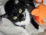 Chatonne à adopter