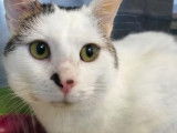 Chat tigré blanc à donner