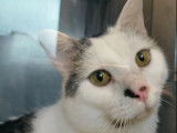 Chat tigré blanc à donner
