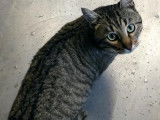 Chat de 4 ans à donner