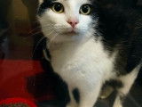 Chatte disponible à l'adoption