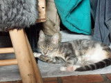 À adopter : chatonne de 8 mois