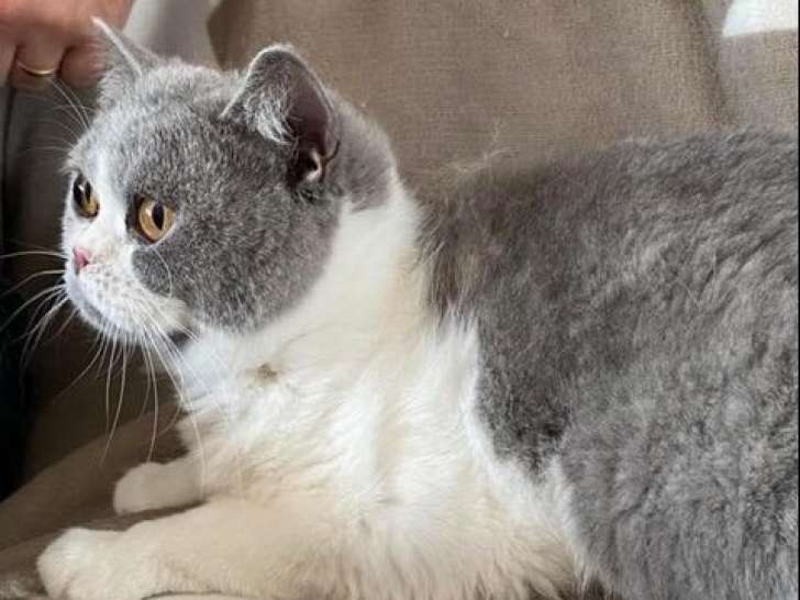 À vendre : une chatte British Shorthair LOOF bicolore de mai 2022