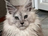 5 chatons Maine Coons LOOF à vendre