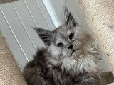 5 chatons Maine Coons LOOF à vendre
