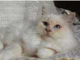 Chaton mâle Sacré de Birmanie crème point LOOF à acheter