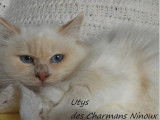 Chaton mâle Sacré de Birmanie crème point LOOF à acheter