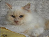 Chaton mâle Sacré de Birmanie crème point LOOF à acheter