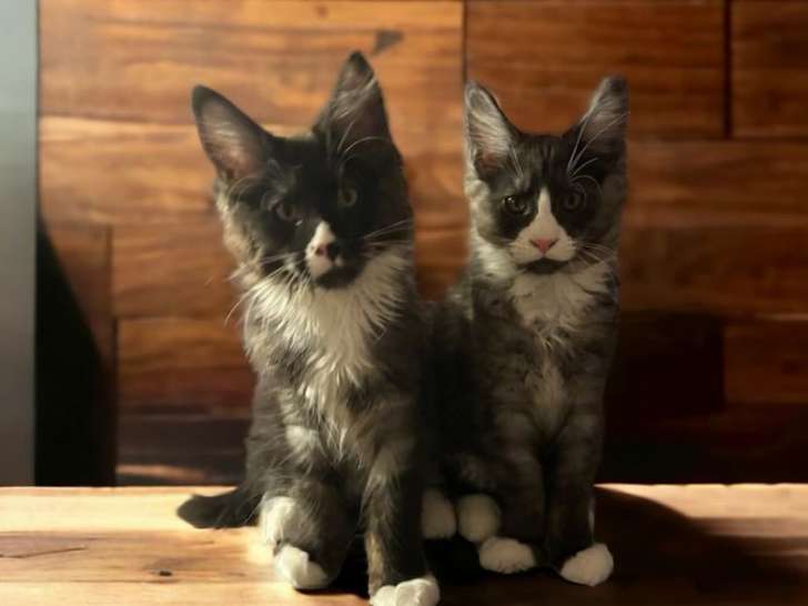 2 chatons Maine Coons LOOF noir fumé et blanc à réserver