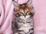 3 chatons Maine Coons LOOF à la réservation