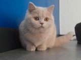 Une chatonne British Shorthair beige à vendre (LOOF)