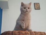 Une chatonne British Shorthair beige à vendre (LOOF)
